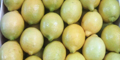 Lemon I Class, exportación desde España, agradable, fresca. Tamaño