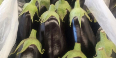 Venderé berenjena, importación de España, 1 clase, tamaño M,