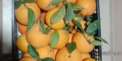 Venderé naranjas, importadas de España, directamente del campo, frescas,