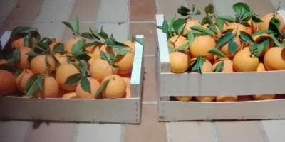 Venderé naranjas, importadas de España, directamente del campo, frescas,