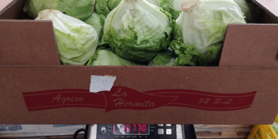 Venderé lechuga iceberg industrial. Precio muy atractivo. Empaquetado en