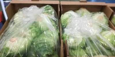 Venderé lechuga iceberg industrial. Precio muy atractivo. Empaquetado en
