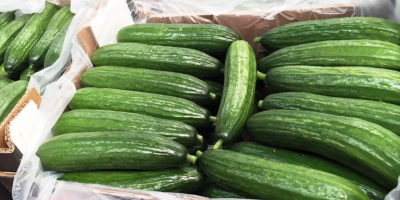 Venderé pepino de invernadero de larga distancia. Estableceré la