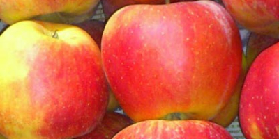 Voy a vender manzanas Szampion / Champion alrededor de