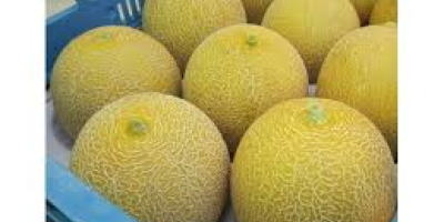 Venderé melones - melón - importación de Brasil. Embalaje