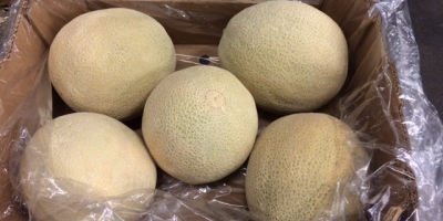 Venderé Melon - Oro caribeño - en cajas de