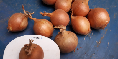 Venderemos cebollas clasificadas. Bonita, cebolla seca, paquete de 15kg.