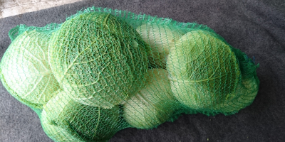 Venderé la variedad italiana de chucrut Wirosa, calibre 1-2