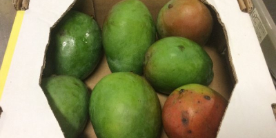 Venderé mango fresco, origen - países del oeste de