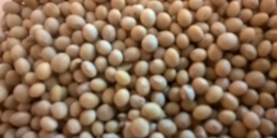 Colección limpia Soya Mavka 2017. Envasado después de 50