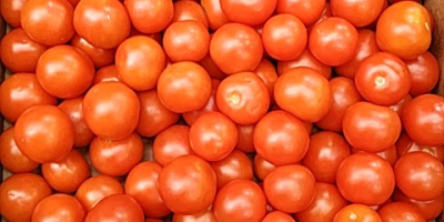 Cóctel de tomate, fresco, bonito, cartón de 3 kg.