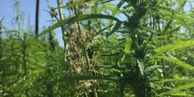 • Semillas de cáñamo para alimentos - 185 toneladas