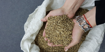 • Semillas de cáñamo para alimentos - 185 toneladas