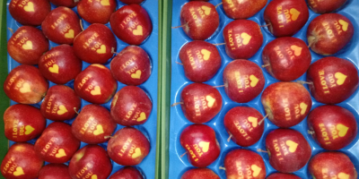 Venderé mi propia producción, manzanas ocasionales para el Día