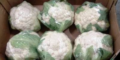 Venderé coliflor: - 1ra clase, importación desde España, -