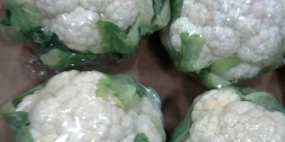 Venderé coliflor: - 1ra clase, importación desde España, -