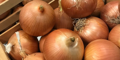 vendemos Calibre Onion de alta calidad (Tel, whatsapp: +