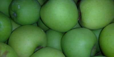 Hola. Para la venta variedades de manzana Gden delicioso