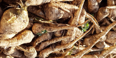 Raíz de rábano picante para la venta por mayor