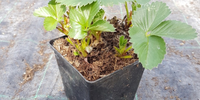 VENDERÉ FRESAS. Una gran selección de variedades, envío y