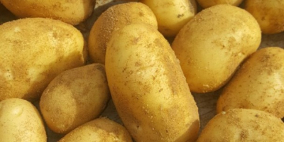 Patatas nuevas del productor, Egipto 350 $ cif Koper.