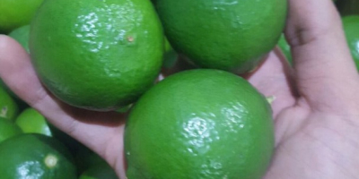 Limonki País de origen Vietnam 1500 $ cif Koper