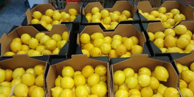 Limón fresco, bonito, primera clase, importación de España, 5-10