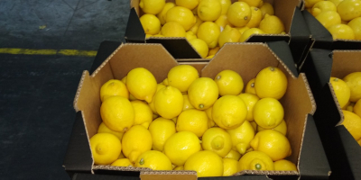 Limón fresco, bonito, primera clase, importación de España, 5-10