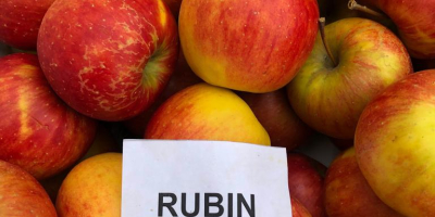 Vendo * 7 toneladas de RUBINA de Smart Fresh