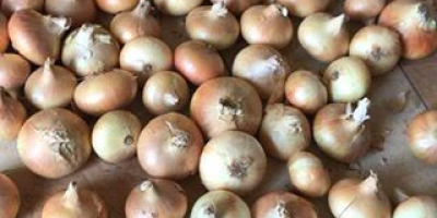 Ofrecemos cebollas frescas WhatsApp: + 45 36 99 14
