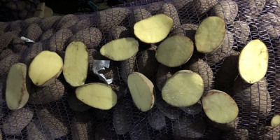 También tenemos variedades de papas amarillas como Satine, Krone,