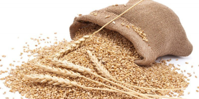 Venderemos los siguientes granos: trigo, maíz, soja, harina de