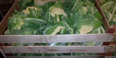 Venderé coliflor 6 piezas en una caja. Buenos productos