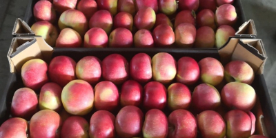 Venderé una manzana: Idared, Gala Schniga, Szampion, Lobo. En