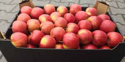 Venderé una manzana: Idared, Gala Schniga, Szampion, Lobo. En