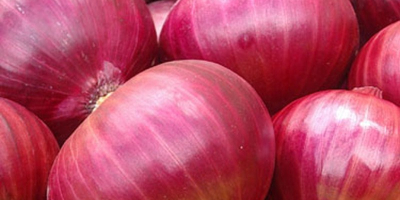 Somos vendedores de cebollas frescas, ajo y otras verduras