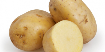 Cebollas rojas, amarillas y blancas frescas Producto: Cebollas frescas