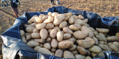 Patatas frescas en venta desde Egipto Precio con transporte