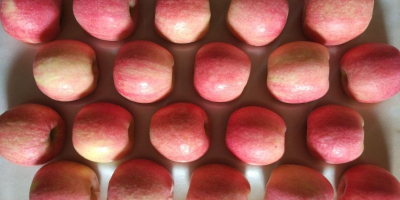 venderé manzanas frescas, Fuji, Champion y Elizabeth (whatsapp: +4565744605)