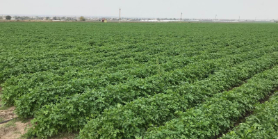 Para la exportación de eneldo y perejil y verduras