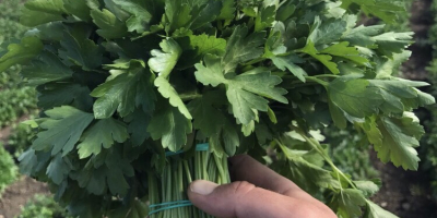 Para la exportación de eneldo y perejil y verduras