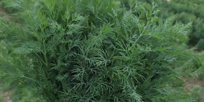 Para la exportación de eneldo y perejil y verduras