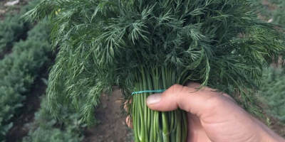 Para la exportación de eneldo y perejil y verduras