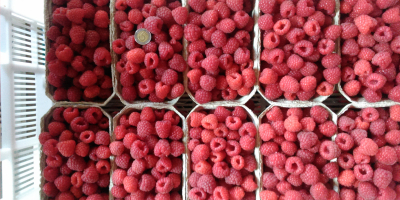 Venderé frambuesas de postre, protegidas contra el moho gris