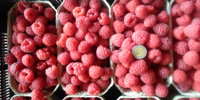 Venderé frambuesas de postre, protegidas contra el moho gris