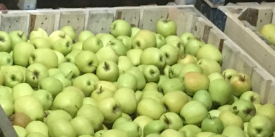 Tenemos la manzana dorada de nuestra producción. Ahora está