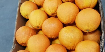 VENDERÉ NARANJA, NARANJA, VARIEDAD - ¡PRECIO DE VALOR CON