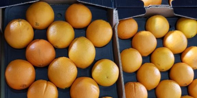 VENDERÉ NARANJA, NARANJA, VARIEDAD - ¡PRECIO DE VALOR CON