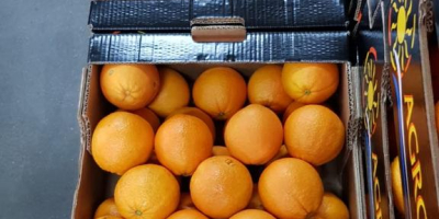 VENDERÉ NARANJA, NARANJA, VARIEDAD - ¡PRECIO DE VALOR CON