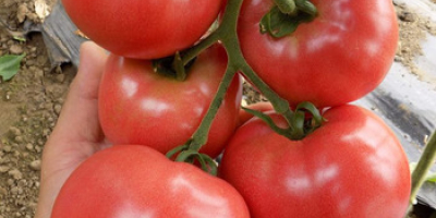 Nuestra empresa es un importante proveedor de productos agrícolas